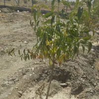 باغ بادام|فروش دفتر صنعتی، کشاورزی، تجاری|گلپایگان, |دیوار