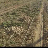 فروش چغند قند برای دامدار عزیز|خدمات باغبانی و درختکاری|آبکوه, |دیوار