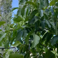 50 قصب باغ بندر دلفارد خوش آب و هوا|فروش خانه و ویلا|درب بهشت, |دیوار