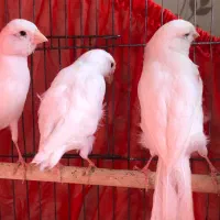 قناری|پرنده|قزوین, |دیوار