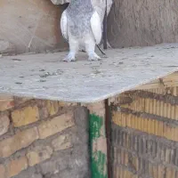 کفتره ببهونی بزن|پرنده|شیراز, شهرک گلها|دیوار