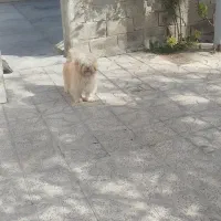 سگ پا کوتاه|سگ|مشگین شهر, |دیوار