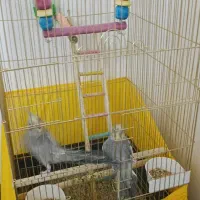 دو عدد عروس هلندی دستی