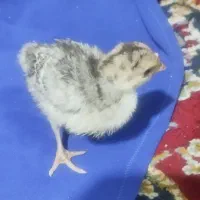 جوجه بوقلمون یک هفته ای|حیوانات مزرعه|بندر ماهشهر, |دیوار