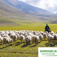 نیازمند چوپان