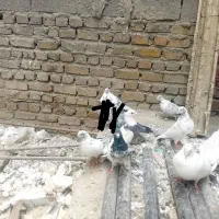 کفتر پرشی ۲۰ عدد