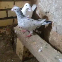 کوهی|پرنده|شوشتر, |دیوار