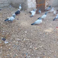 بلو|پرنده|ایرانشهر, |دیوار