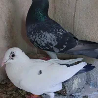 ۲ جفت کفتر پرشی و جفتگاه