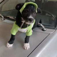 سگ نژاد شیتسو