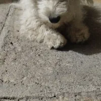 واگذاری اشپیتز|سگ|سقز, |دیوار