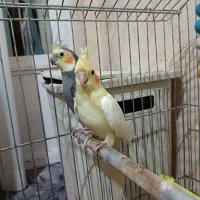پرنده