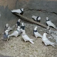 طوقی|پرنده|مبارکه, |دیوار