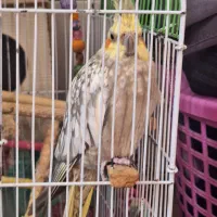 عروس هلندی نر