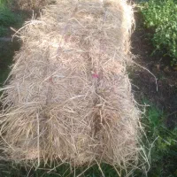 سرچینا خشک ..