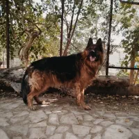 ژرمن شپرد نر .. ماده آکیتا آمریکایی