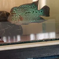 2تا ماهی فلاور کامفا|ماهی|ری, شهادت|دیوار