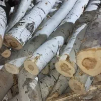 خرید انواع چوب و درخت در باغات وویلا و حیاط خانه|خدمات باغبانی و درختکاری|مرند, |دیوار