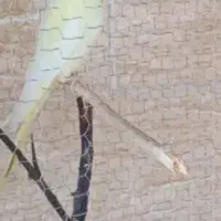 توتی عروس|پرنده|لولمان, |دیوار