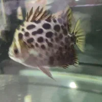 فلاور باکس18سانتی هد دار