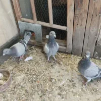 کبوتر مسافتی و پلاکی وکله دم سبز