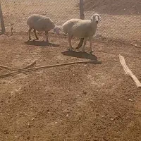 میش