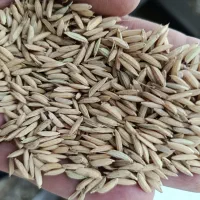 شالی دم‌سیاه