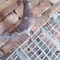 پرنده|پرنده|خاش, |دیوار