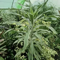 یک قطعه زمین مسکونی|فروش زمین و ملک کلنگی|لاهیجان, امیرشهید|دیوار