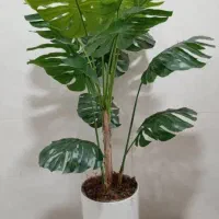 درختچه مصنوعی|گل مصنوعی|بندر کنگان, |دیوار