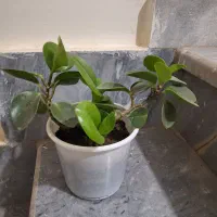 گل قاشقی وسانسوریا