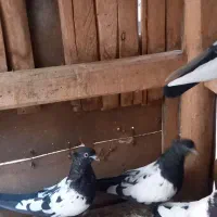 کبوتر|پرنده|بسطام, |دیوار