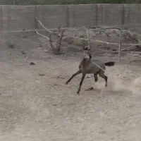 اسب مادیون کره عرب|اسب و تجهیزات اسب‌سواری|قشم, |دیوار