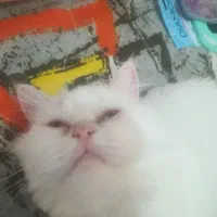 گربه پرشین ماده