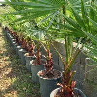 کل طبیعی پالم و یوکا