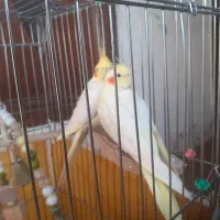 پرنده عروس هلندی.