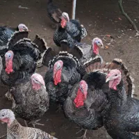 بوقلمون|حیوانات مزرعه|چابکسر, |دیوار