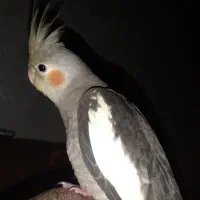 گمشده
