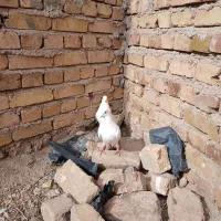 کبوتر|پرنده|بوئین زهرا, |دیوار