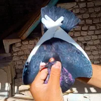 دنش|پرنده|نیشابور, فضل|دیوار