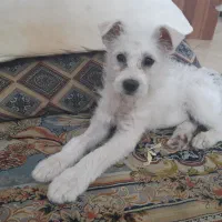 سگ گمشده