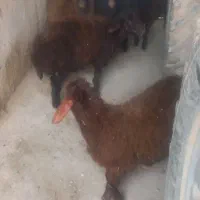 بره ماده