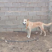 سگ نژاد هاسکی