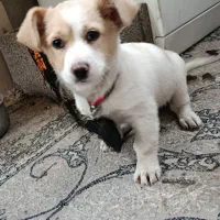 سگ شیتزو دوماه نیمه جنسیت ماده