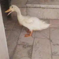 اردک