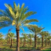 نخل تنه دار زیبایی