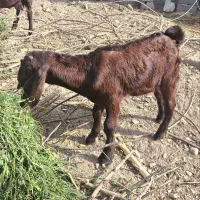 بره بز غاله پاکستانی وبزغاله سایی علف خور