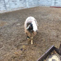 قوچ|حیوانات مزرعه|نیریز, |دیوار