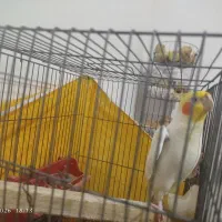 عروس هلندی دستی