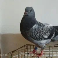 کبوتر|پرنده|خان ببین, |دیوار